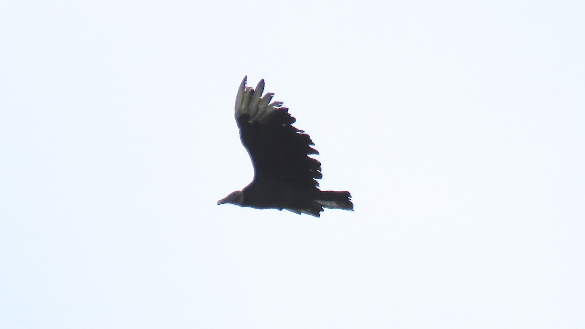 Black Vulture - ML74121571
