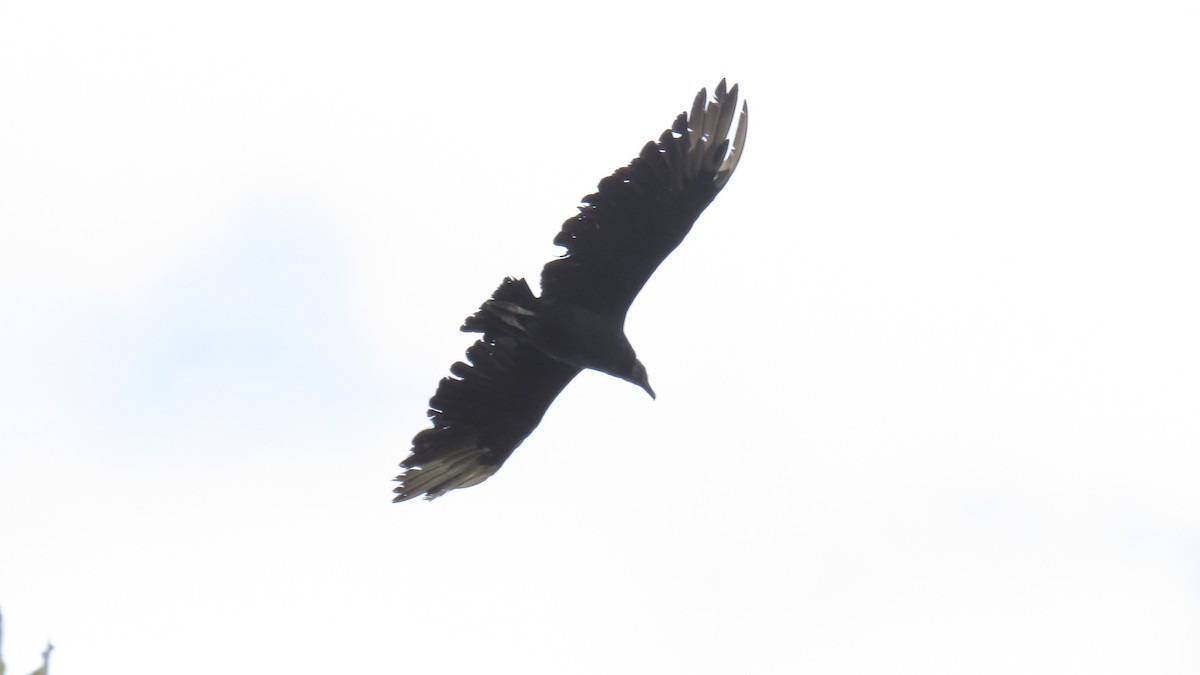 Black Vulture - ML74121601