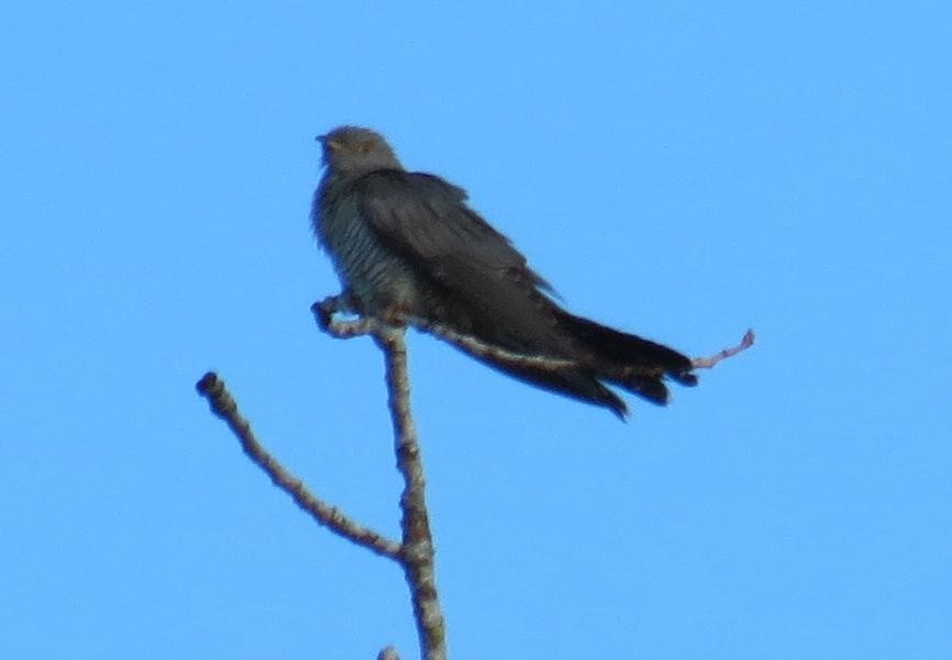 Common Cuckoo - ML74121931