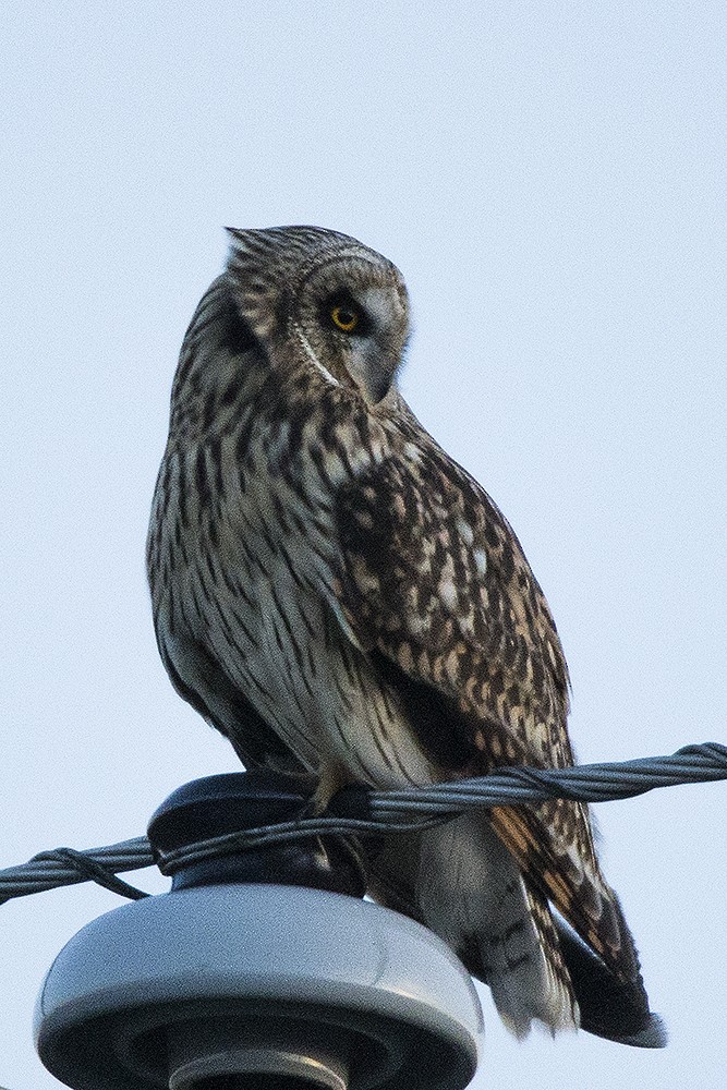 Short-eared Owl - ML74122161