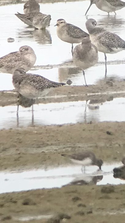 American Golden-Plover - ML74122861