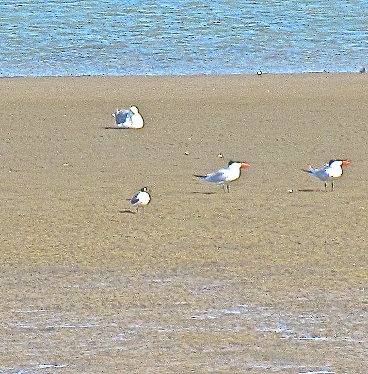 Franklin's Gull - ML74123181