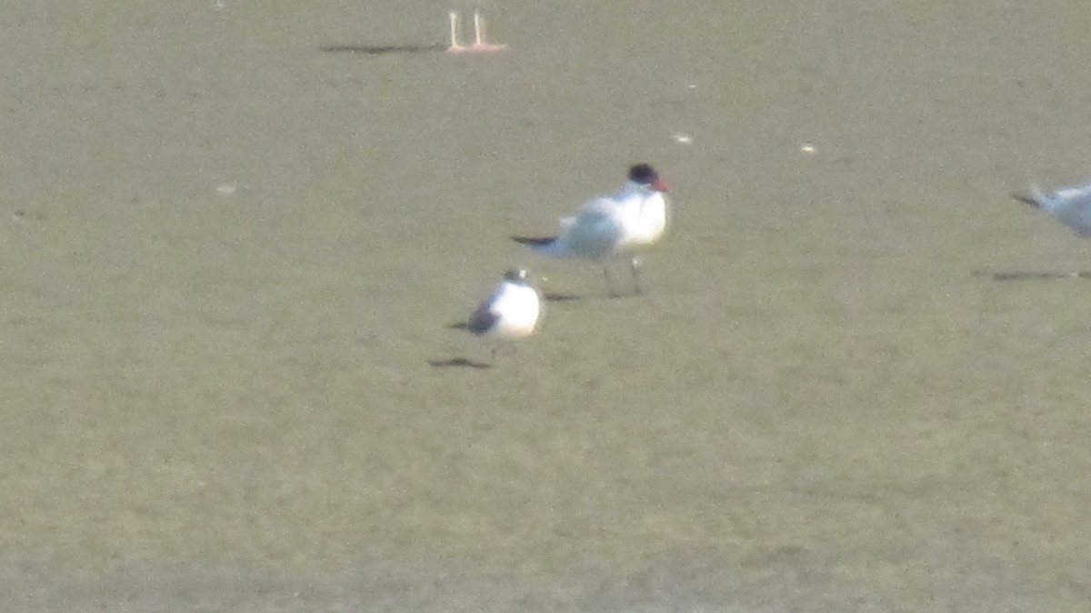 Franklin's Gull - ML74123191