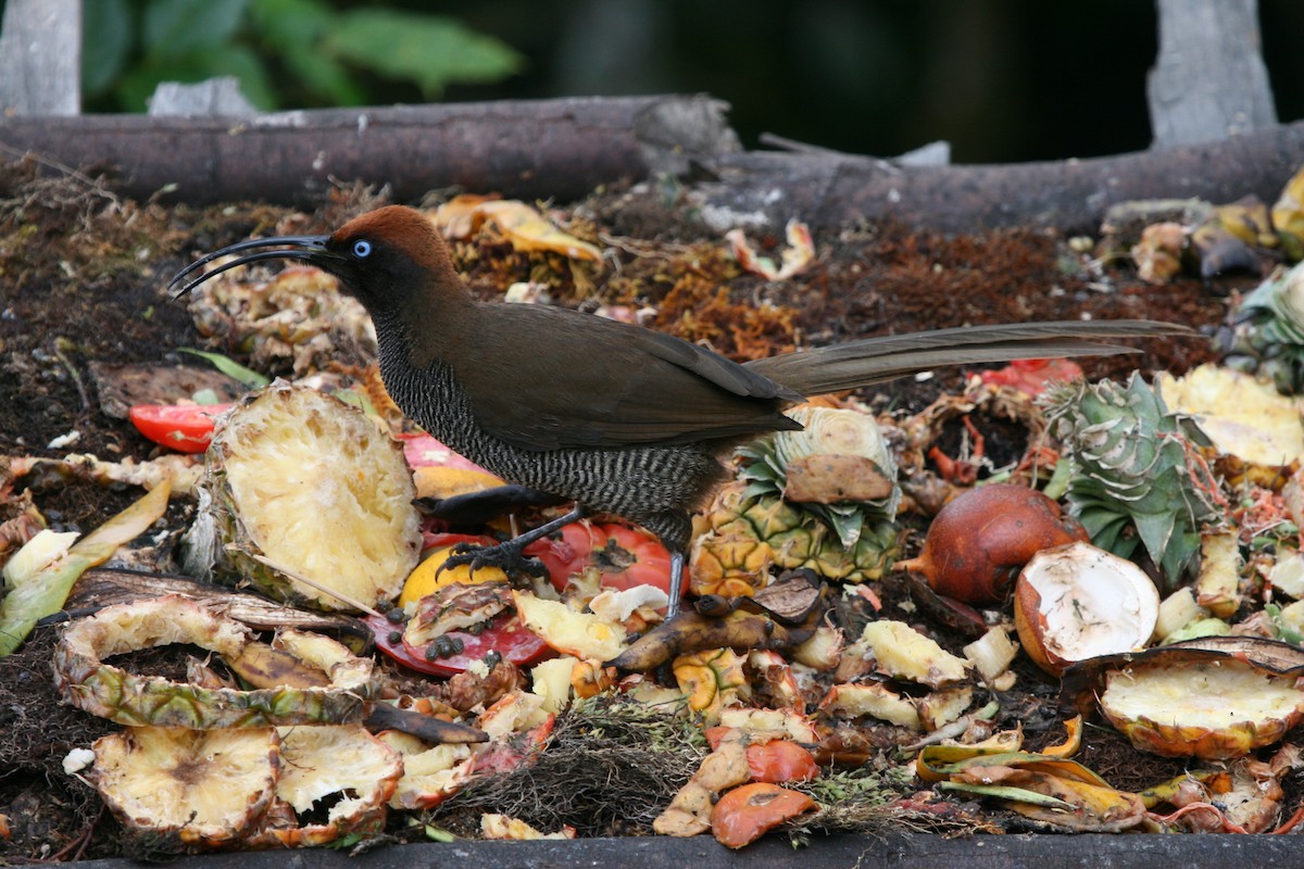 Brown Sicklebill - ML74124121