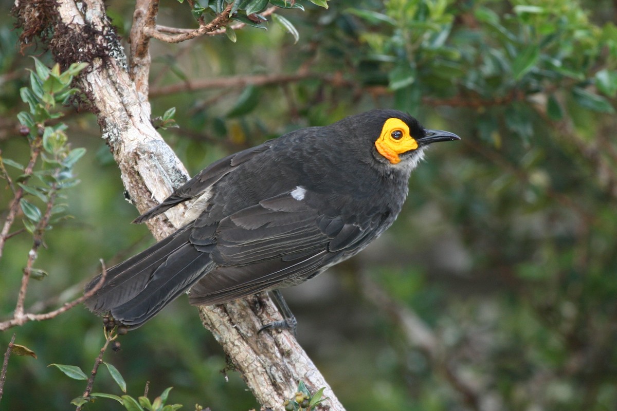 Smoky Honeyeater - ML74124271