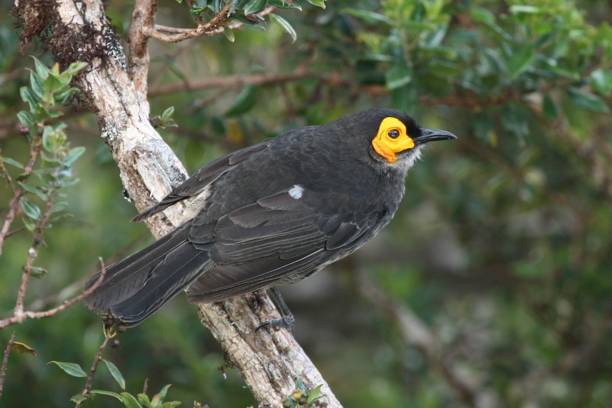 Smoky Honeyeater - ML74124271