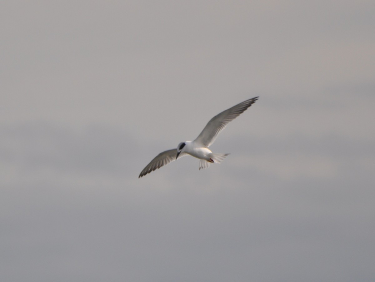 Forster's Tern - ML74125281