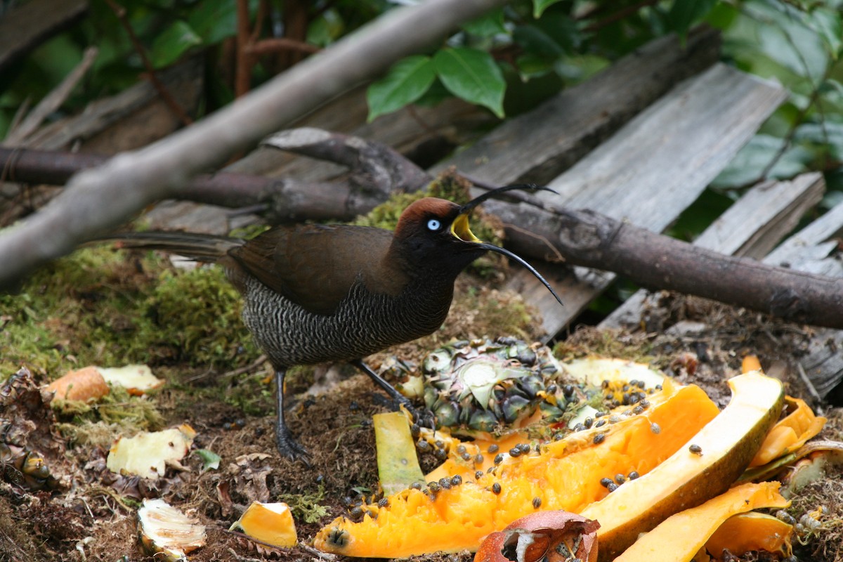 Brown Sicklebill - ML74125831