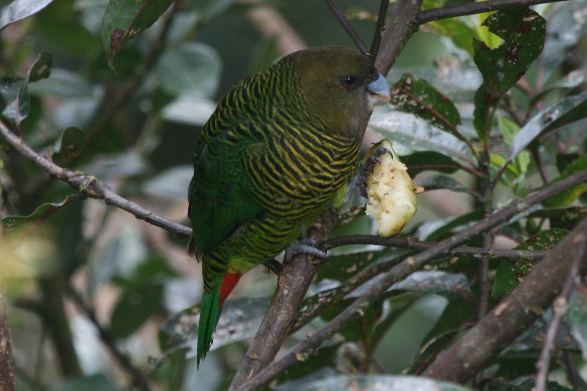 Brehm's Tiger-Parrot - ML74125951