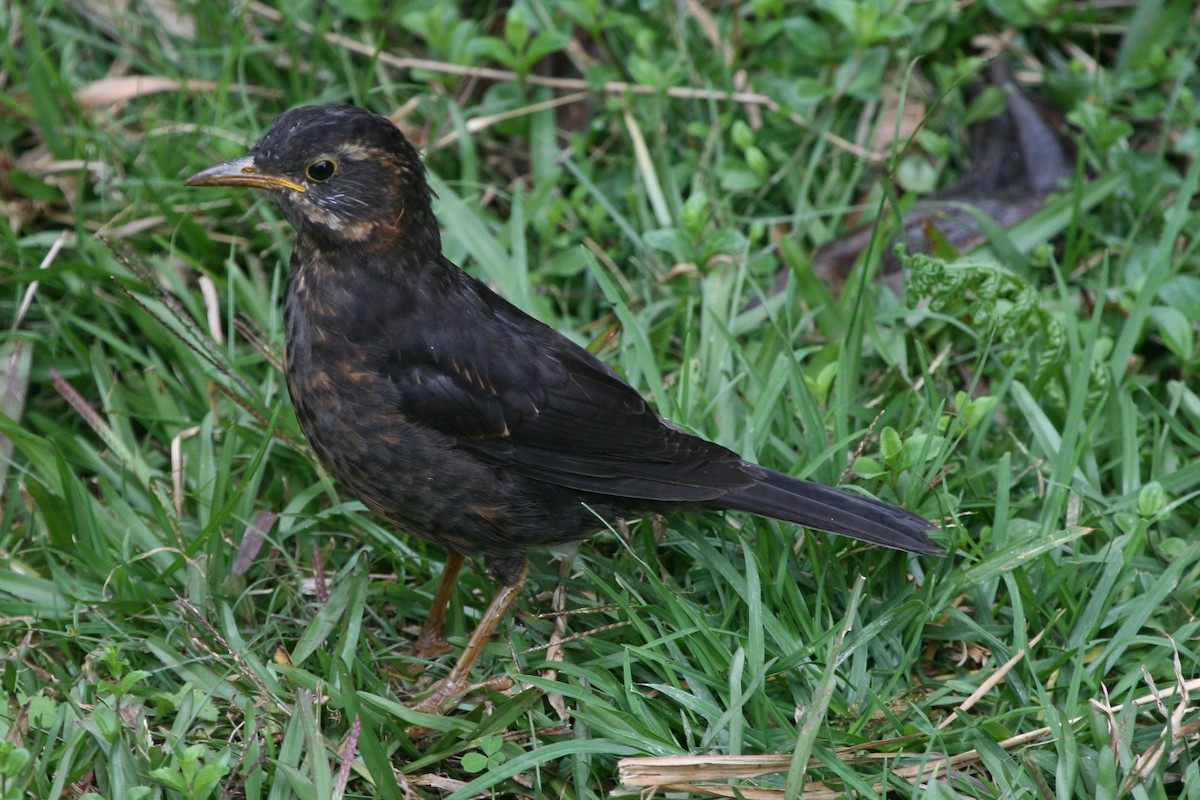 Island Thrush - ML74126091