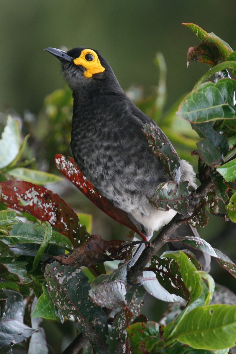 Smoky Honeyeater - ML74126121