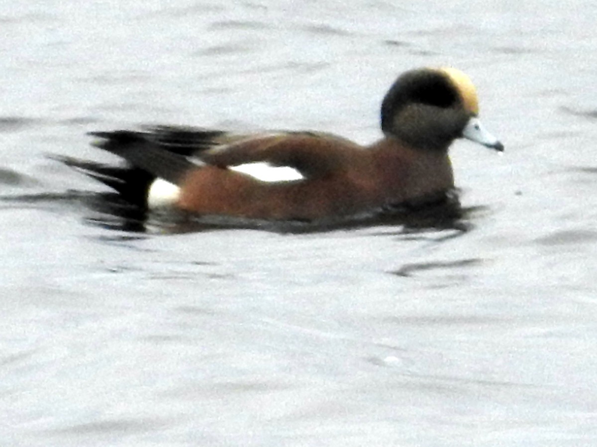 American Wigeon - ML74126541