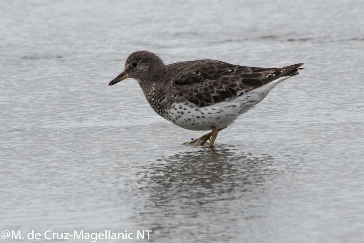 Surfbird - ML74127921