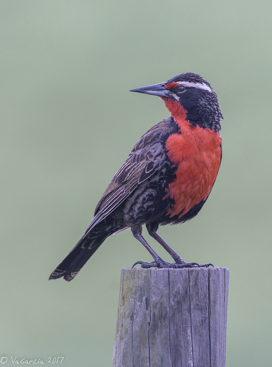 Long-tailed Meadowlark - VERONICA ARAYA GARCIA