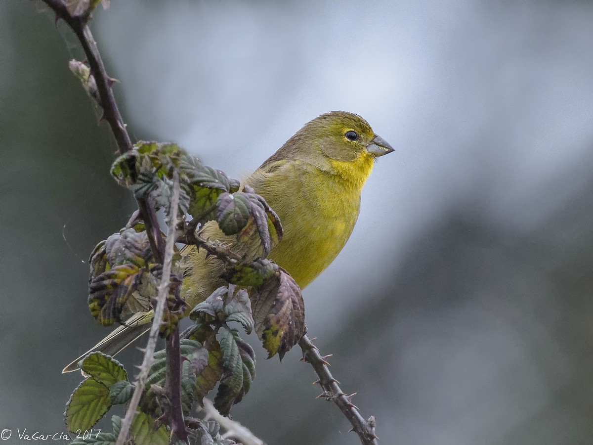 Grassland Yellow-Finch - VERONICA ARAYA GARCIA