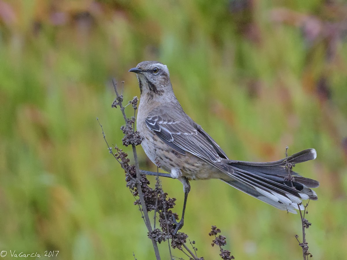 Chilean Mockingbird - VERONICA ARAYA GARCIA