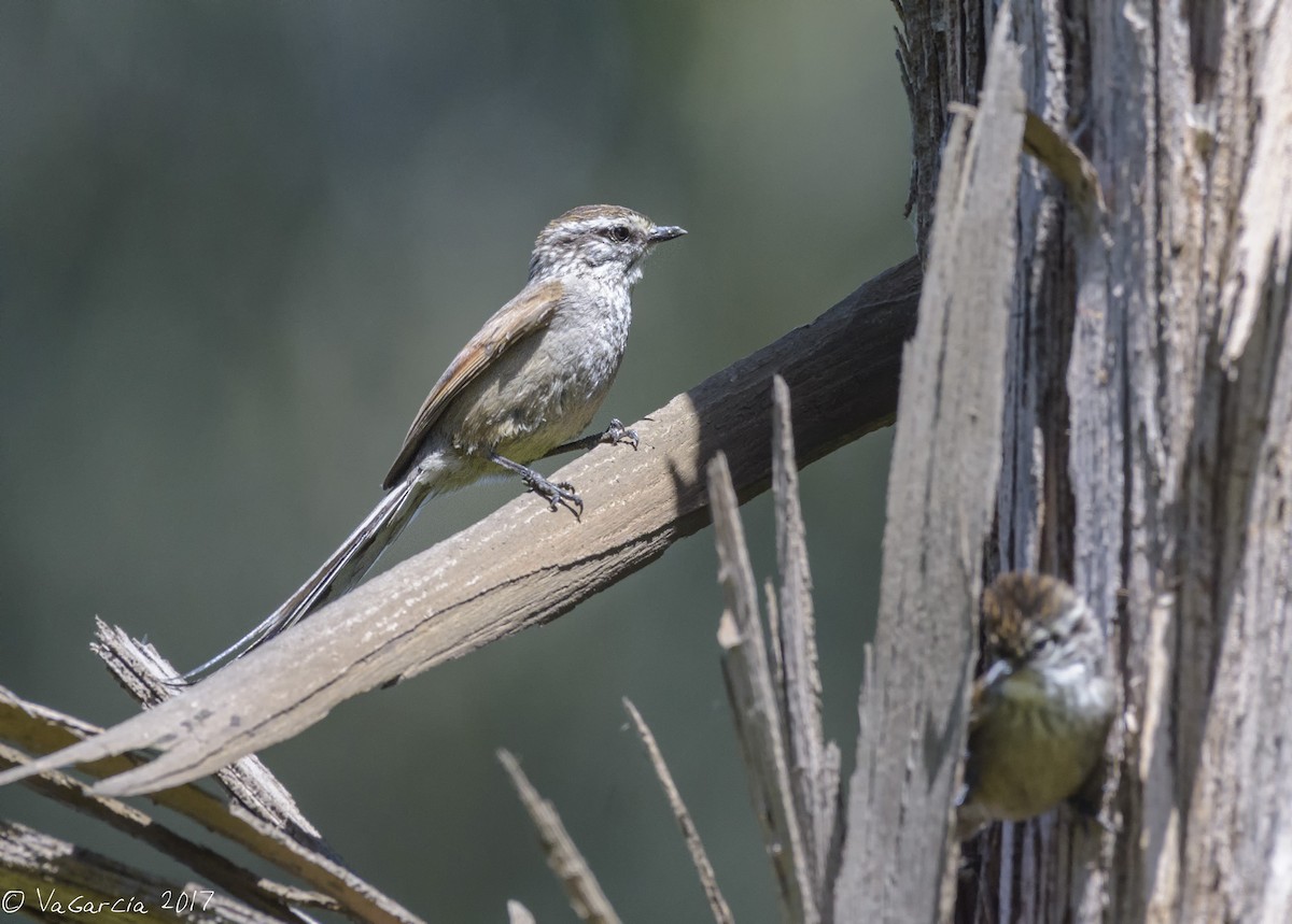 Plain-mantled Tit-Spinetail - VERONICA ARAYA GARCIA