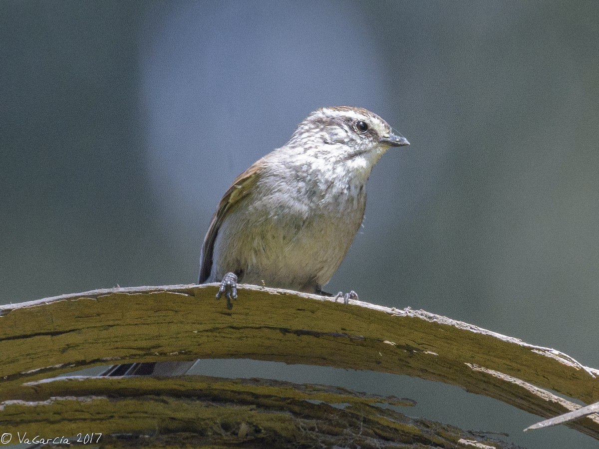 Plain-mantled Tit-Spinetail - VERONICA ARAYA GARCIA