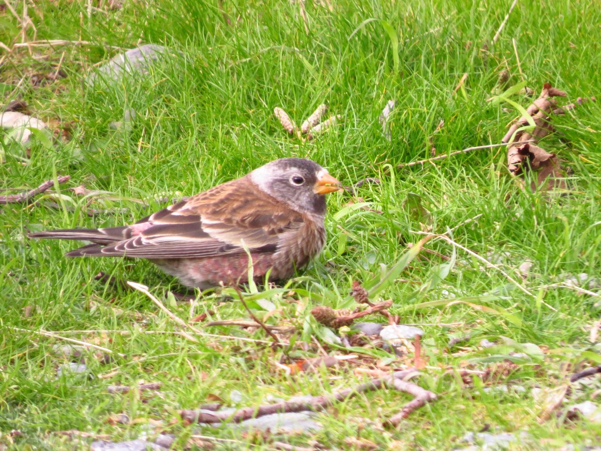 Gray-crowned Rosy-Finch - ML74129451
