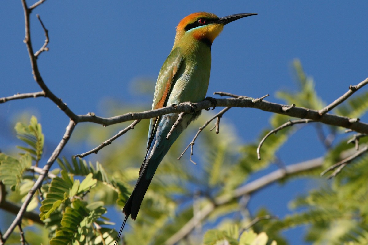 Rainbow Bee-eater - ML74129841