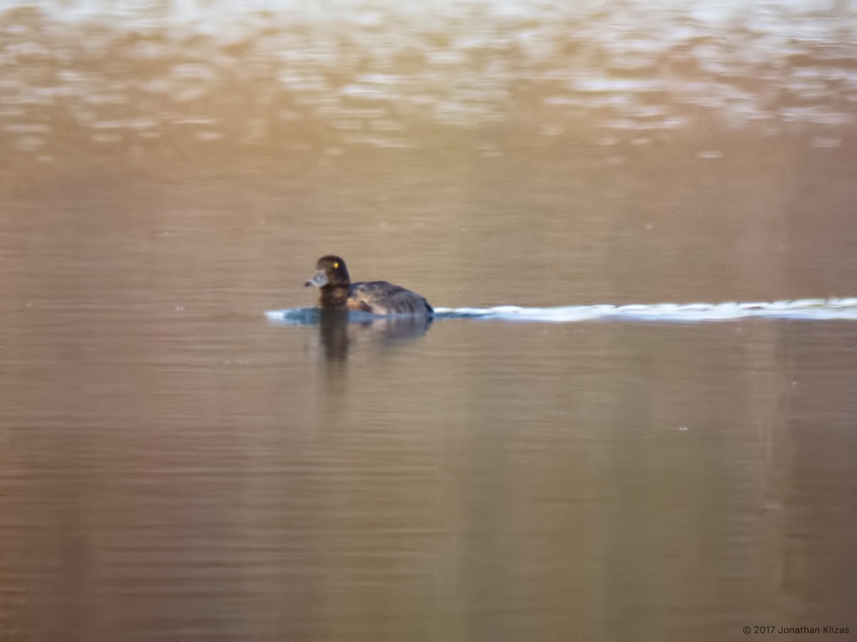 Greater Scaup - ML74129861