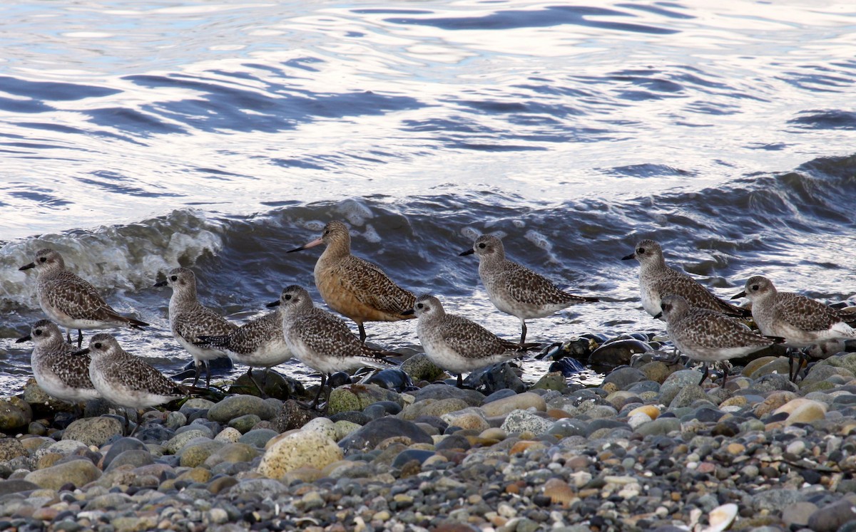 Marbled Godwit - Sheila & Brian Murland