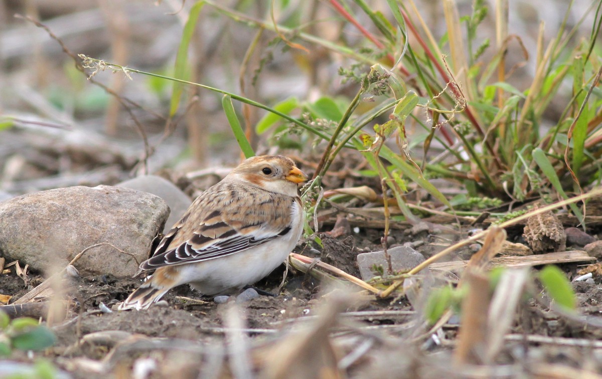 Snow Bunting - Shawn Billerman