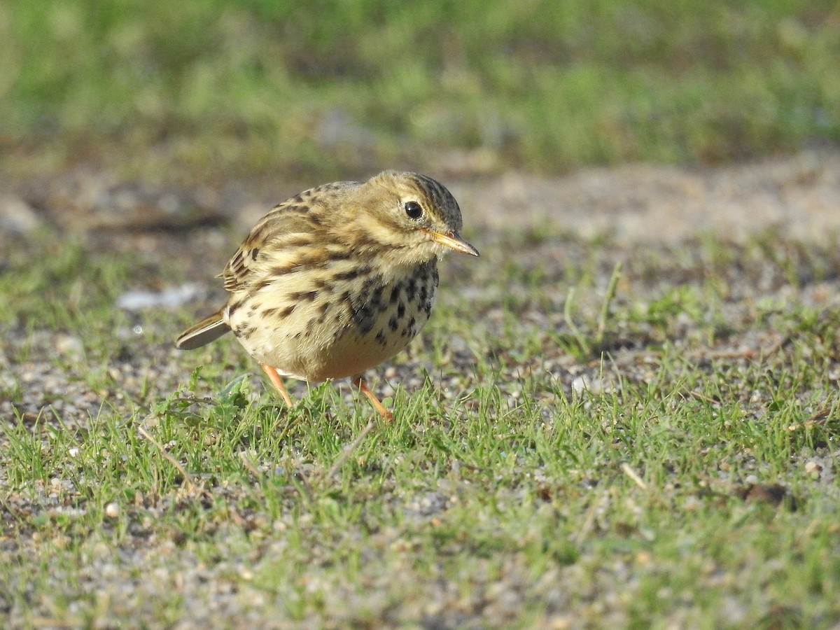 Pispola - ML74134421