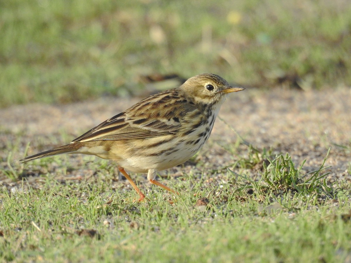 Pispola - ML74134441