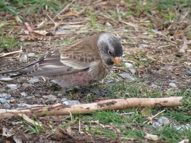 Gray-crowned Rosy-Finch - ML74134471