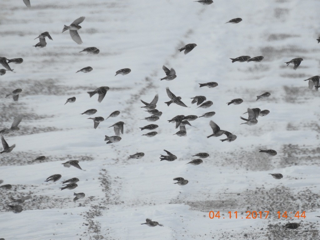 Common Redpoll - ML74135841