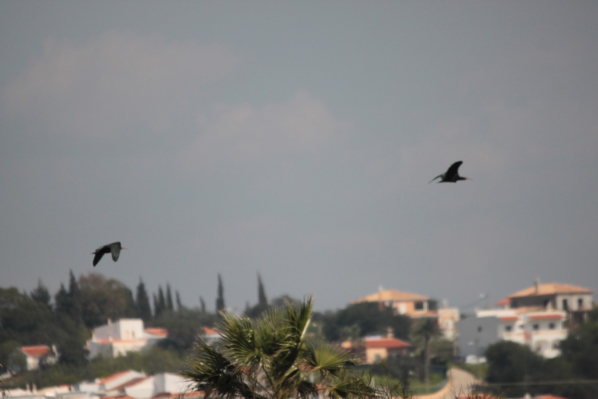 Northern Bald Ibis - ML74137961