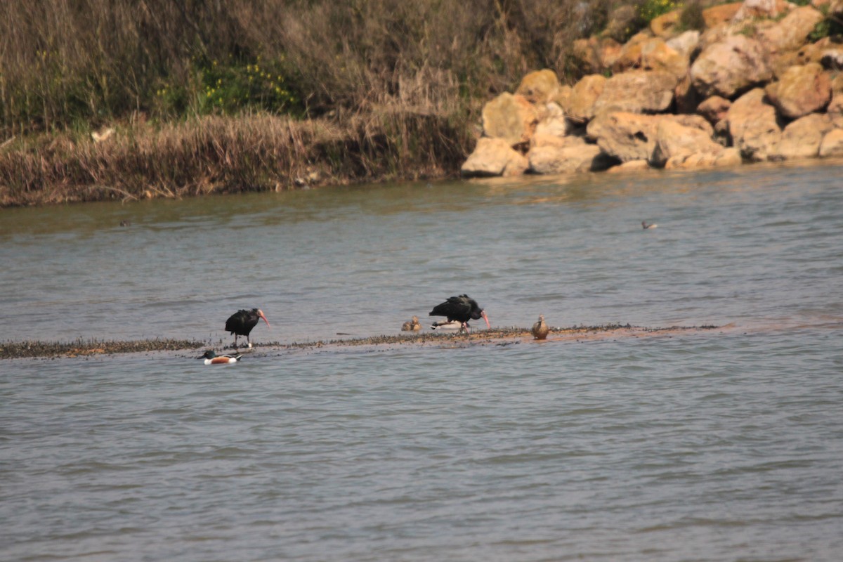 Northern Bald Ibis - ML74137981