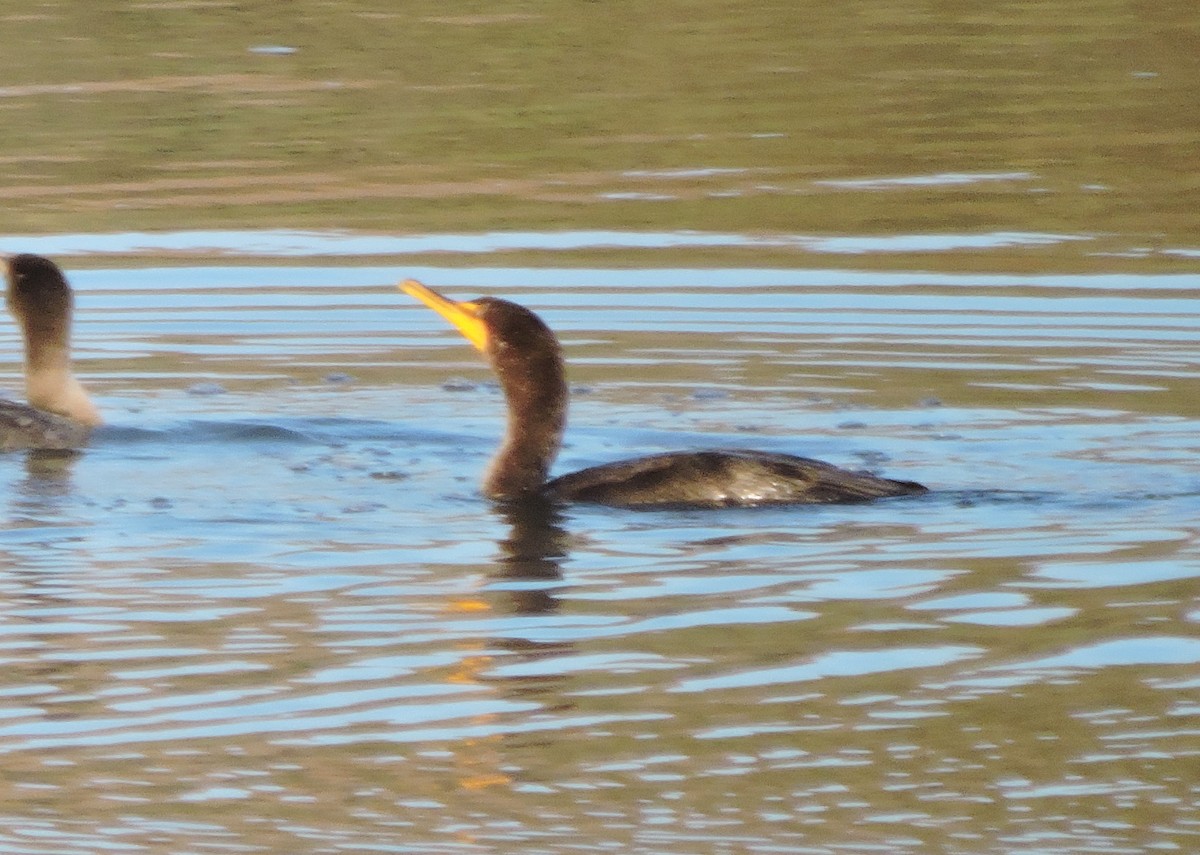 Cormorán Orejudo - ML74138821