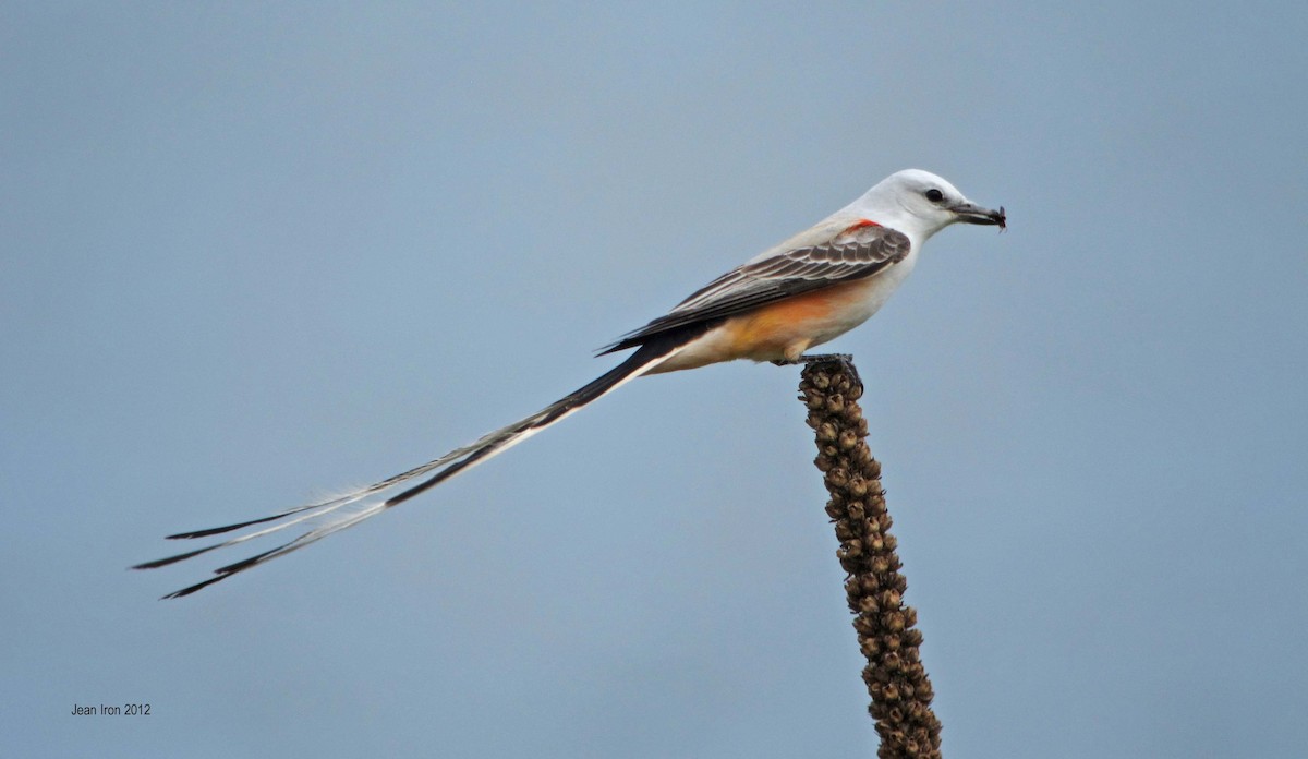 Scissor-tailed Flycatcher - ML74139781