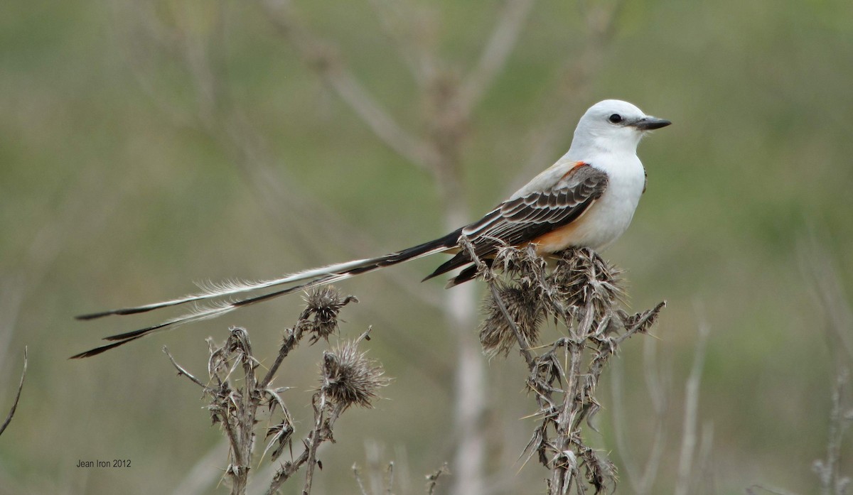 Scissor-tailed Flycatcher - ML74139831