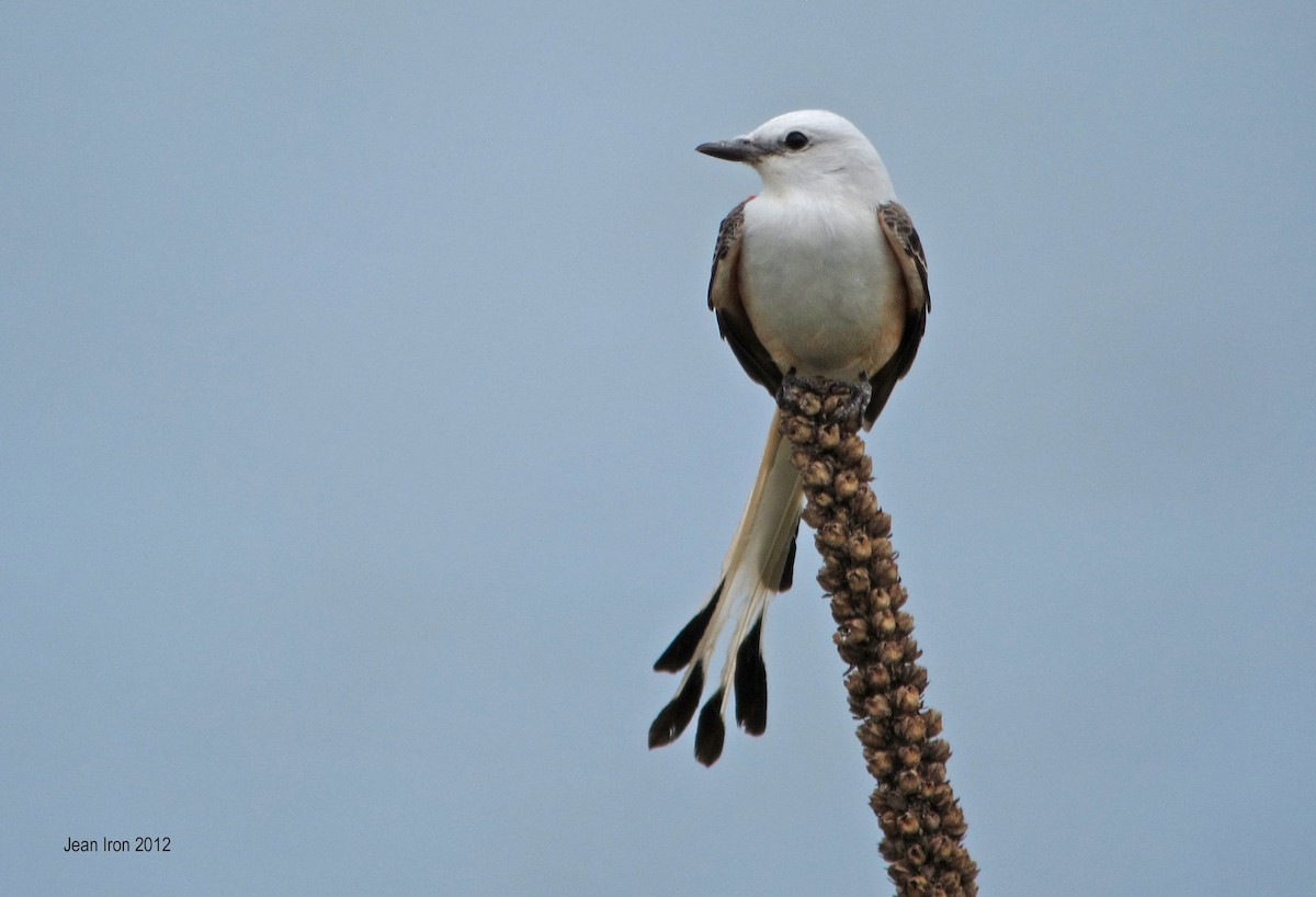 Scissor-tailed Flycatcher - ML74139861