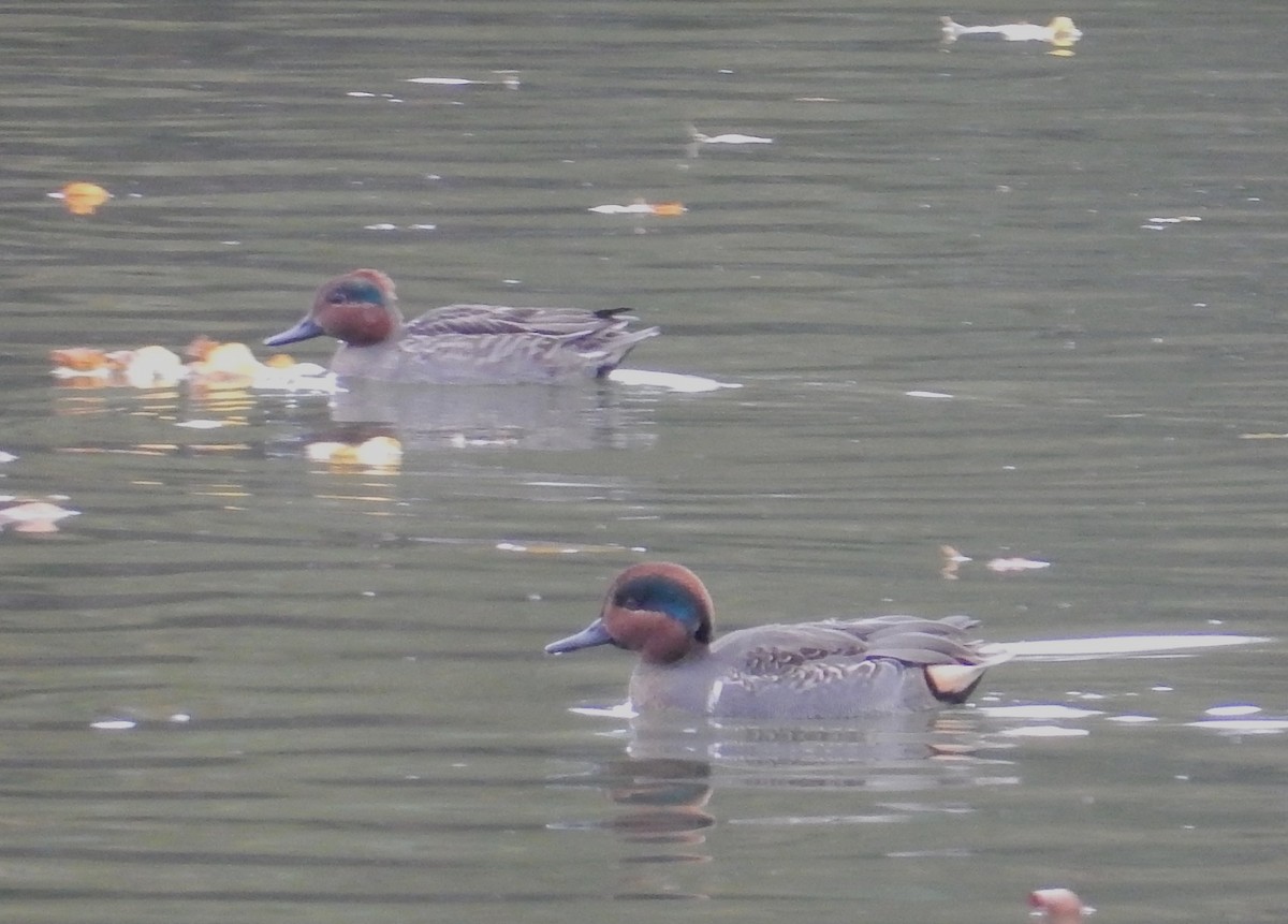 Green-winged Teal - ML74140161