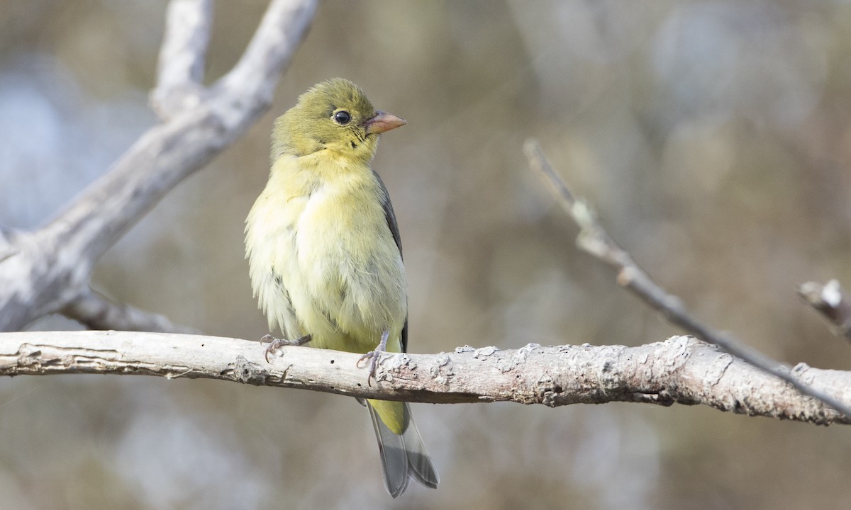 Scarlet Tanager - ML74140541