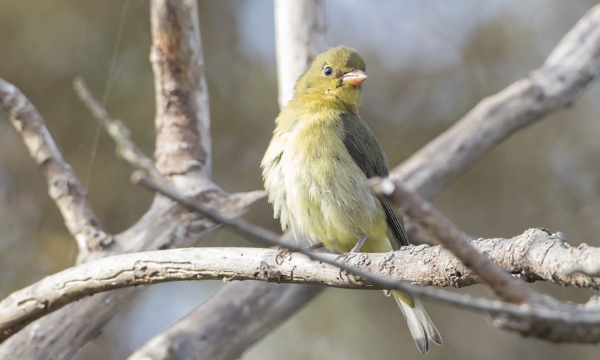 Scarlet Tanager - ML74140561