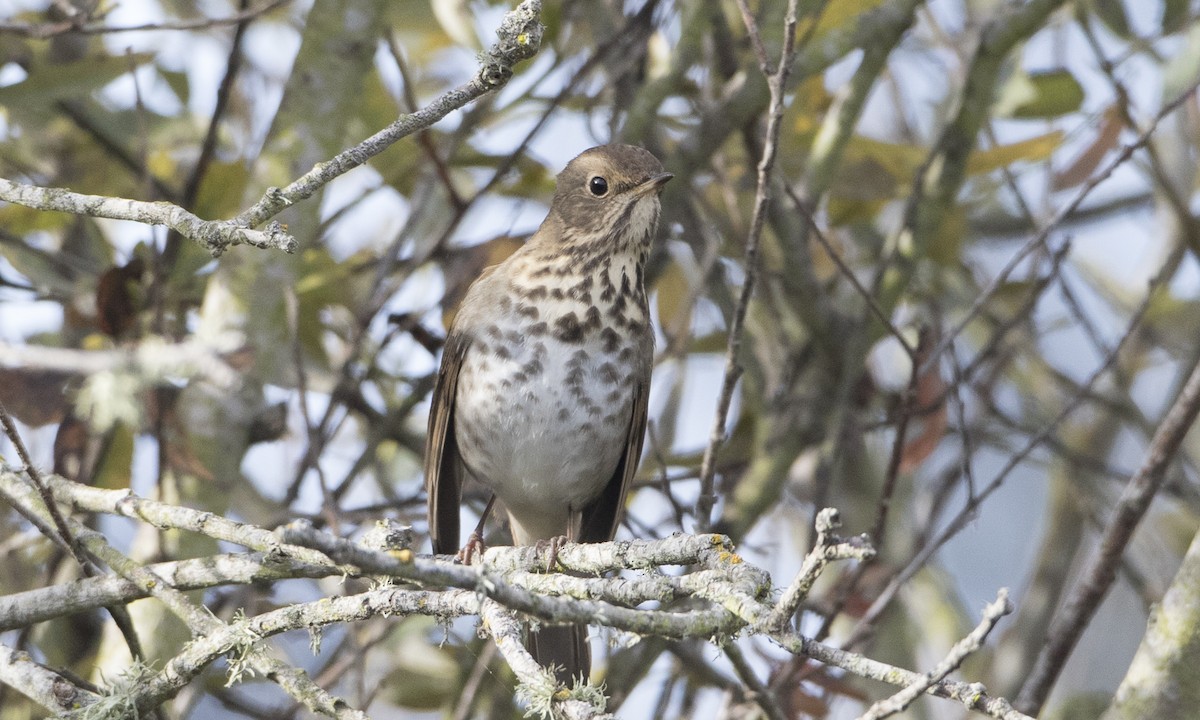 Hermit Thrush (guttatus Group) - ML74140691