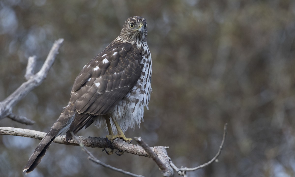 Cooper's Hawk - ML74140741