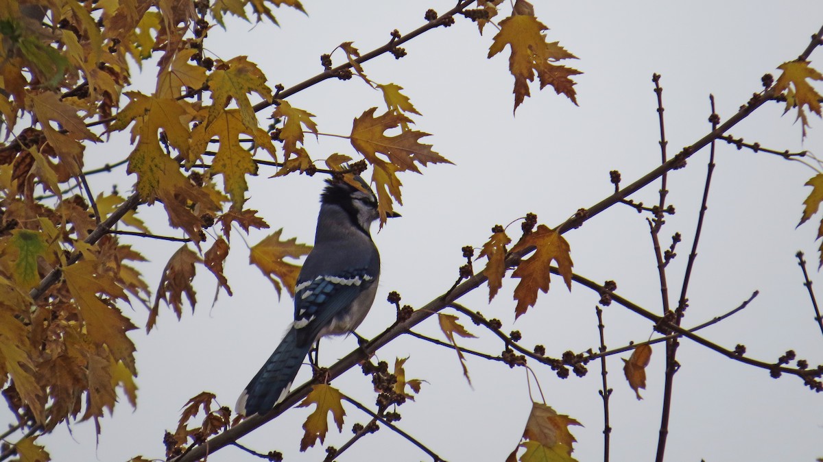 Blue Jay - ML74141461