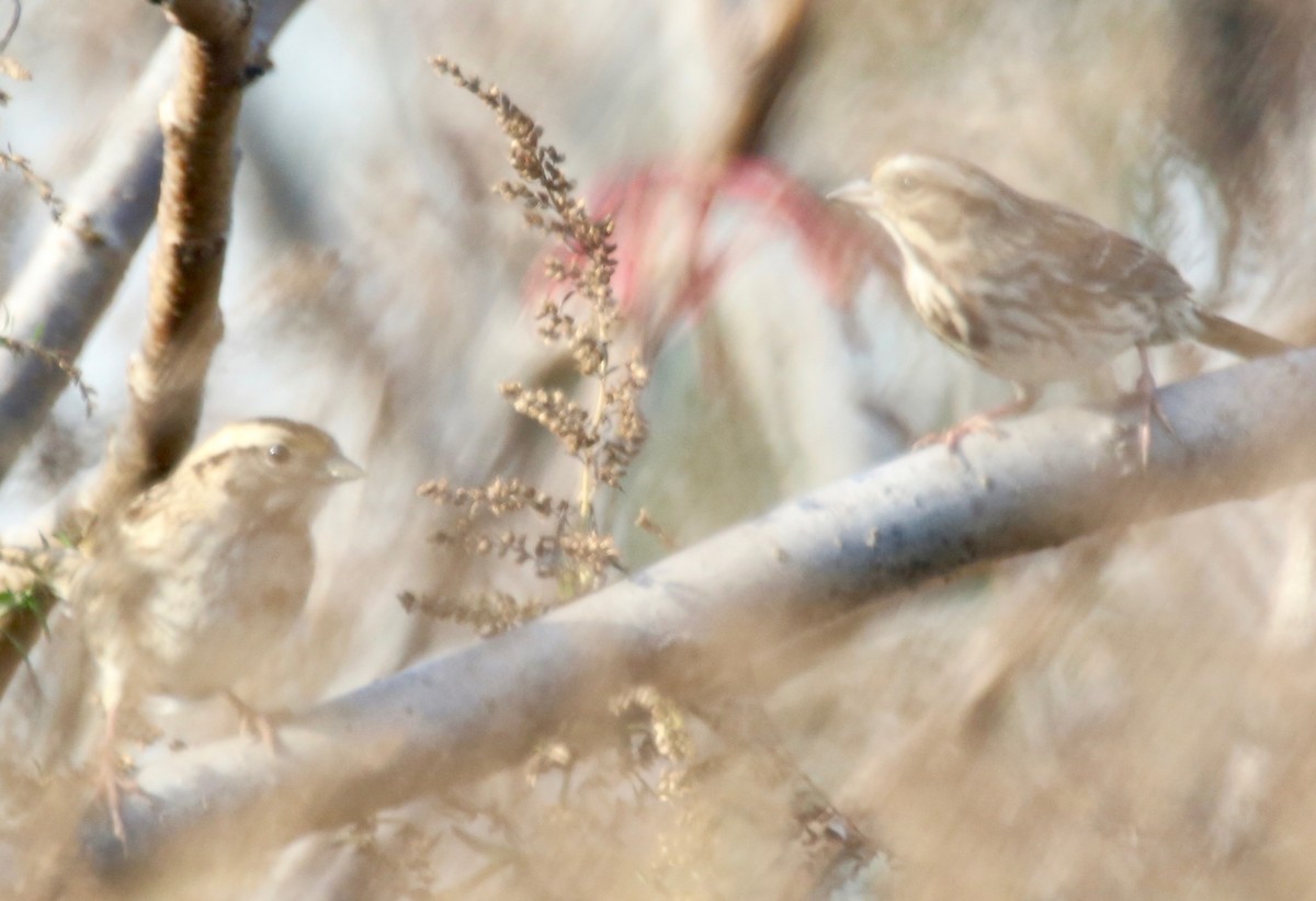 Song Sparrow - ML74141481