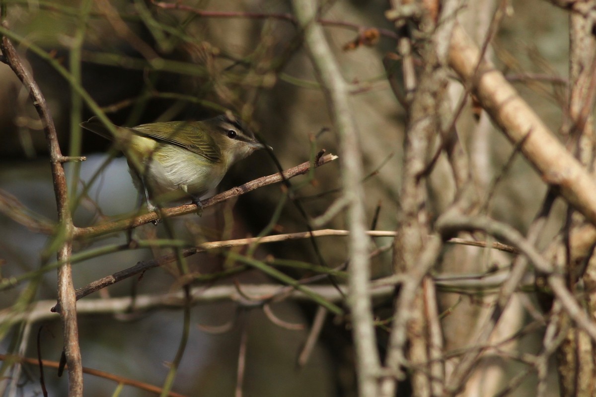 Red-eyed Vireo - ML74142031