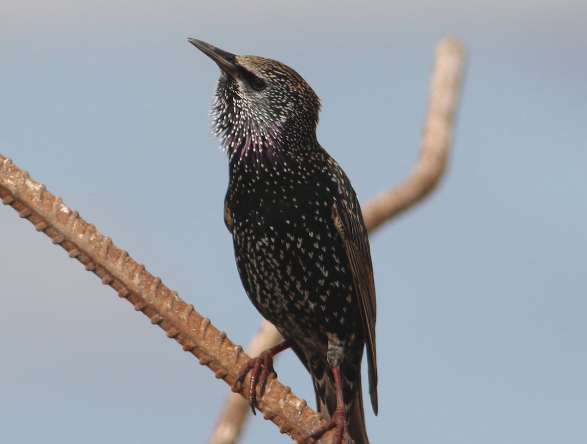 European Starling - ML74143281