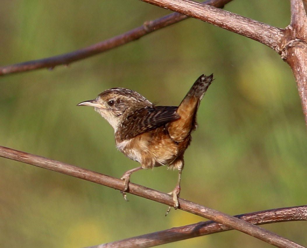 Sedge Wren - ML74143401