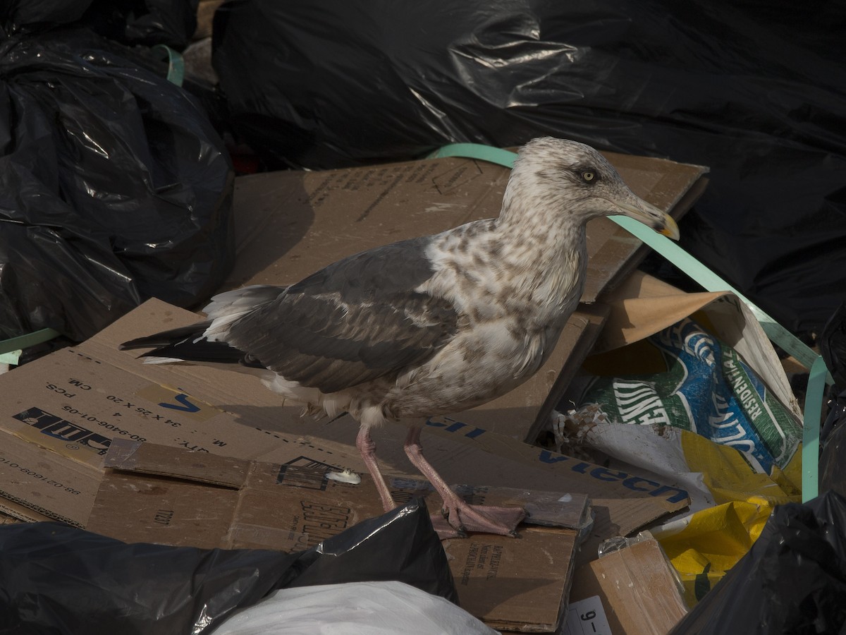 Slaty-backed Gull - ML74145611