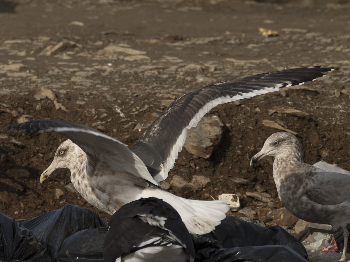 Slaty-backed Gull - ML74145631