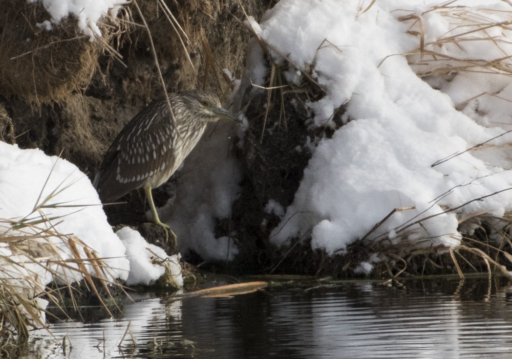 Black-crowned Night Heron - ML74149161